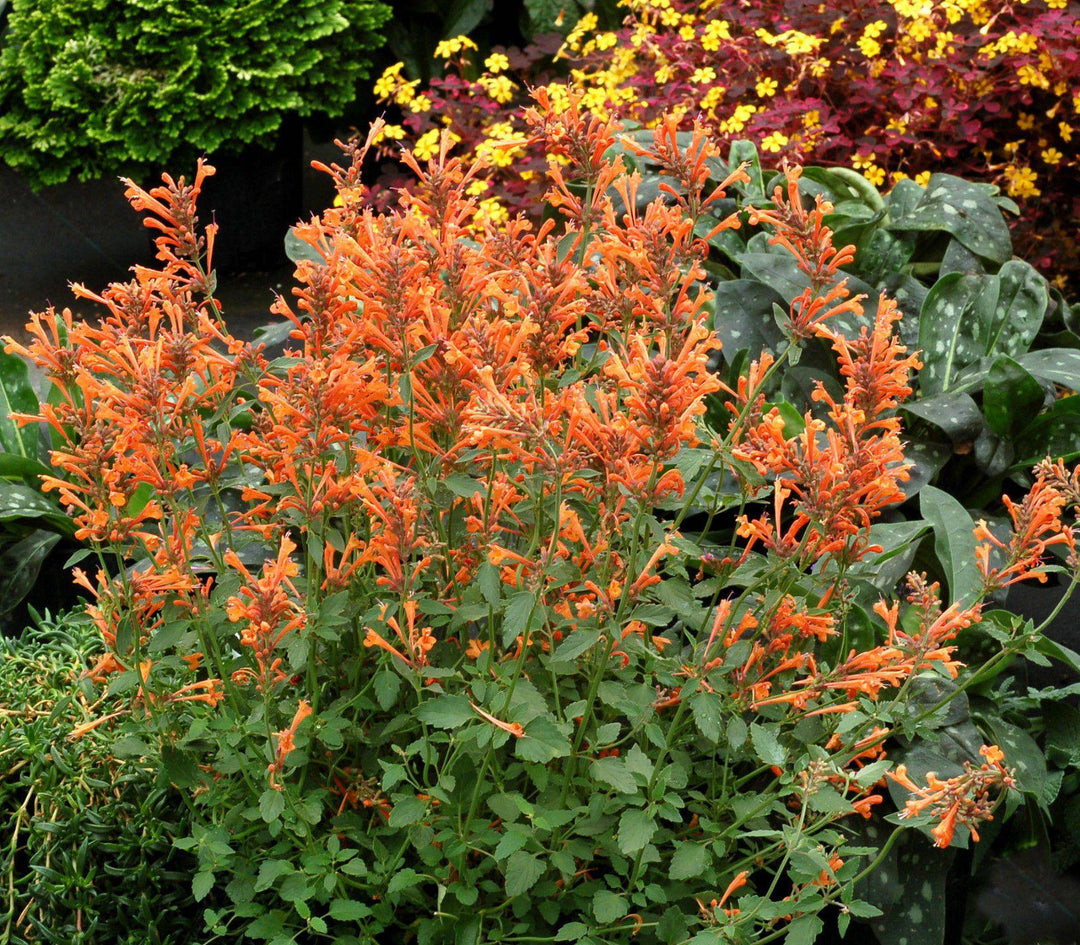 Agastache 'Apricot Sunrise' full 