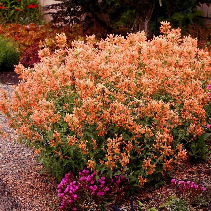 Agastache 'Poquito Orange' plant