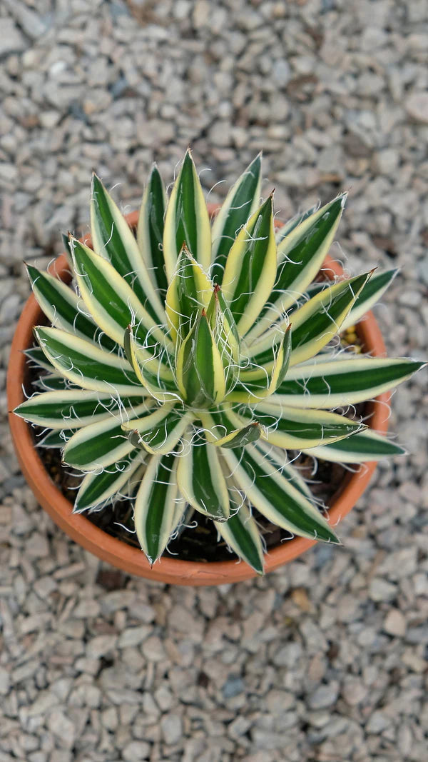 Royal Flush Agave - Native Gardeners