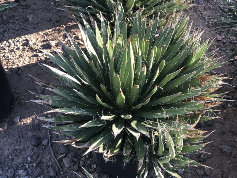 Durango Delight Agave - Native Gardeners