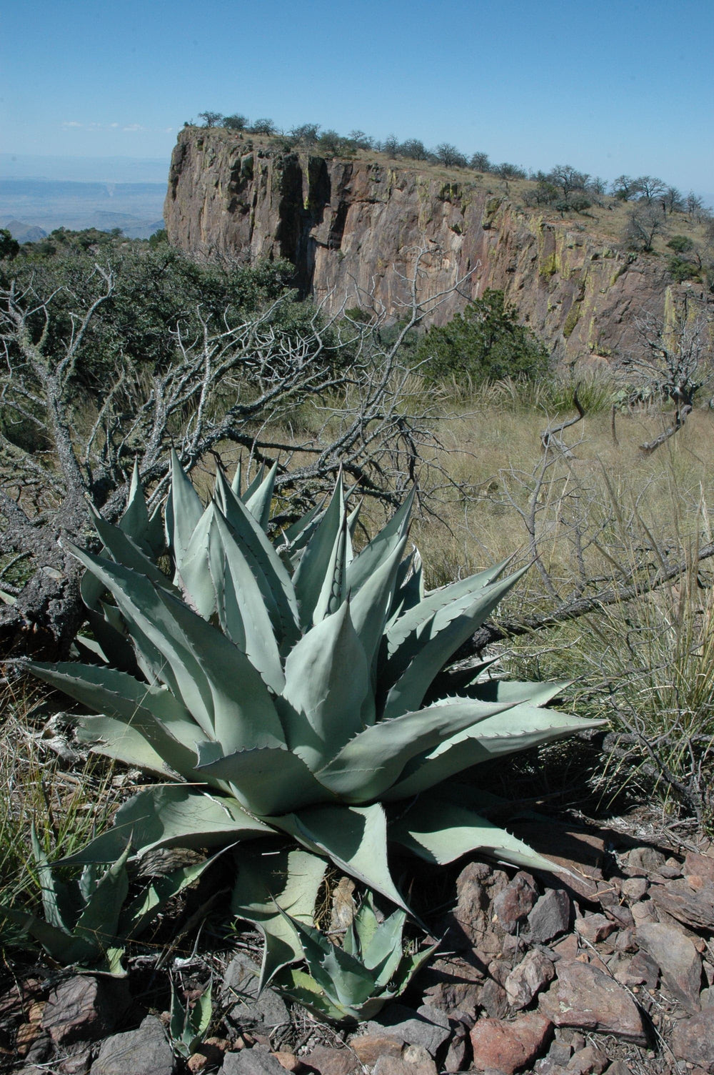 Agave 'Havard's Century Plant' side 