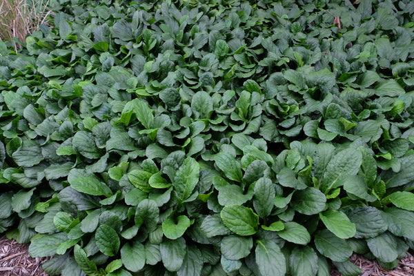 Ajuga 'Texas Tough' foliage