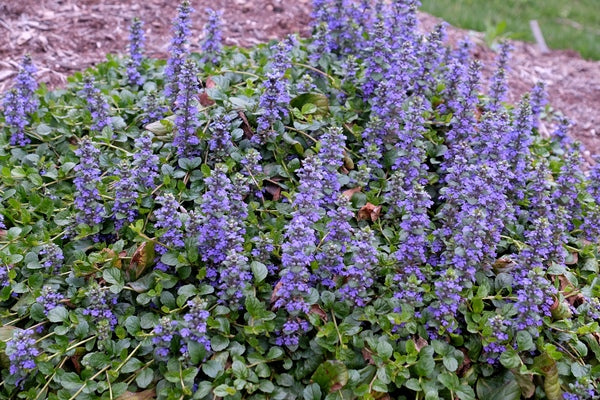 Ajuga 'Texas Tough' flowers