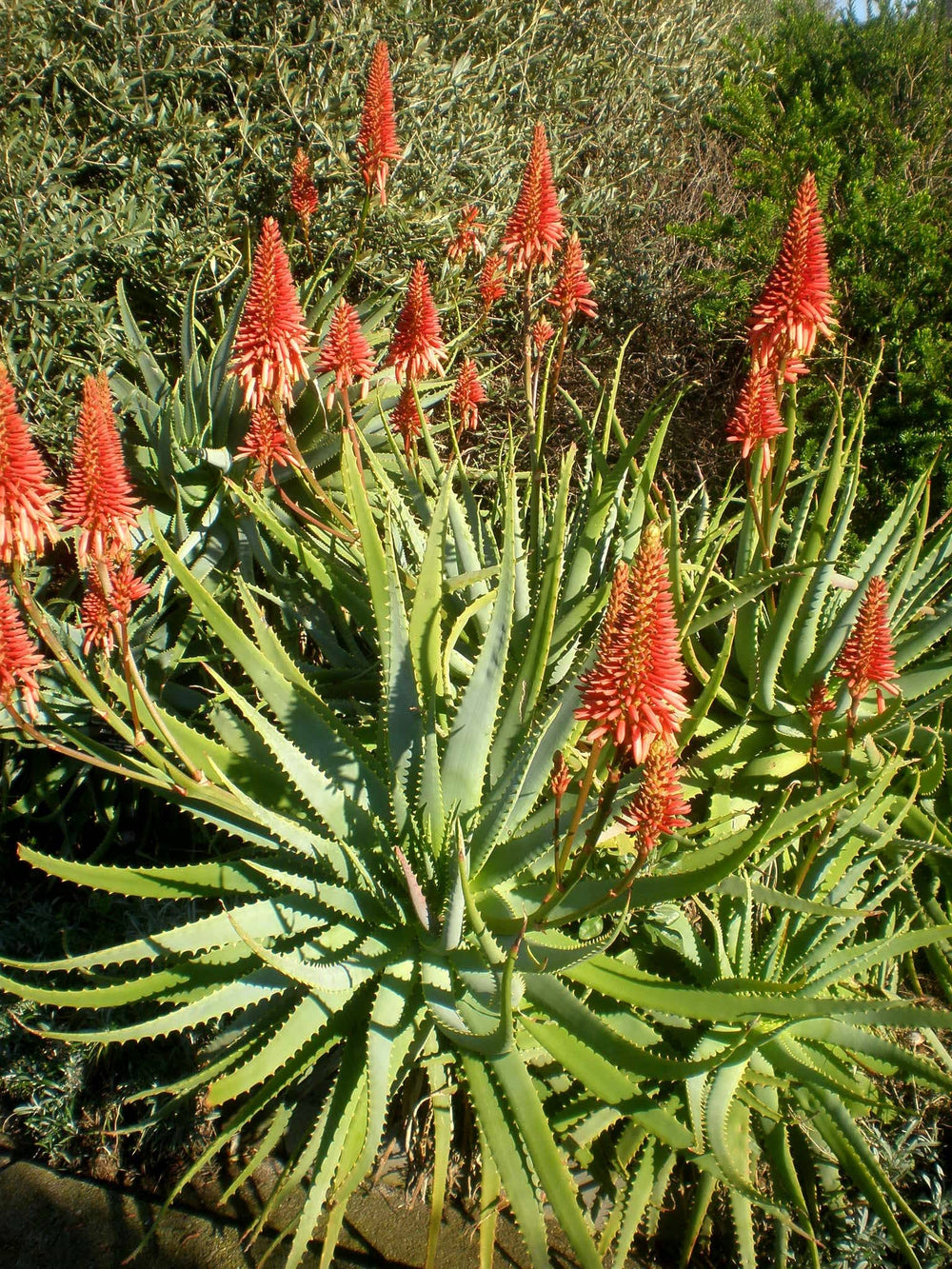 red aloe vera plant Medicinal Aloe Vera -Orange Flowering – Native Gardeners