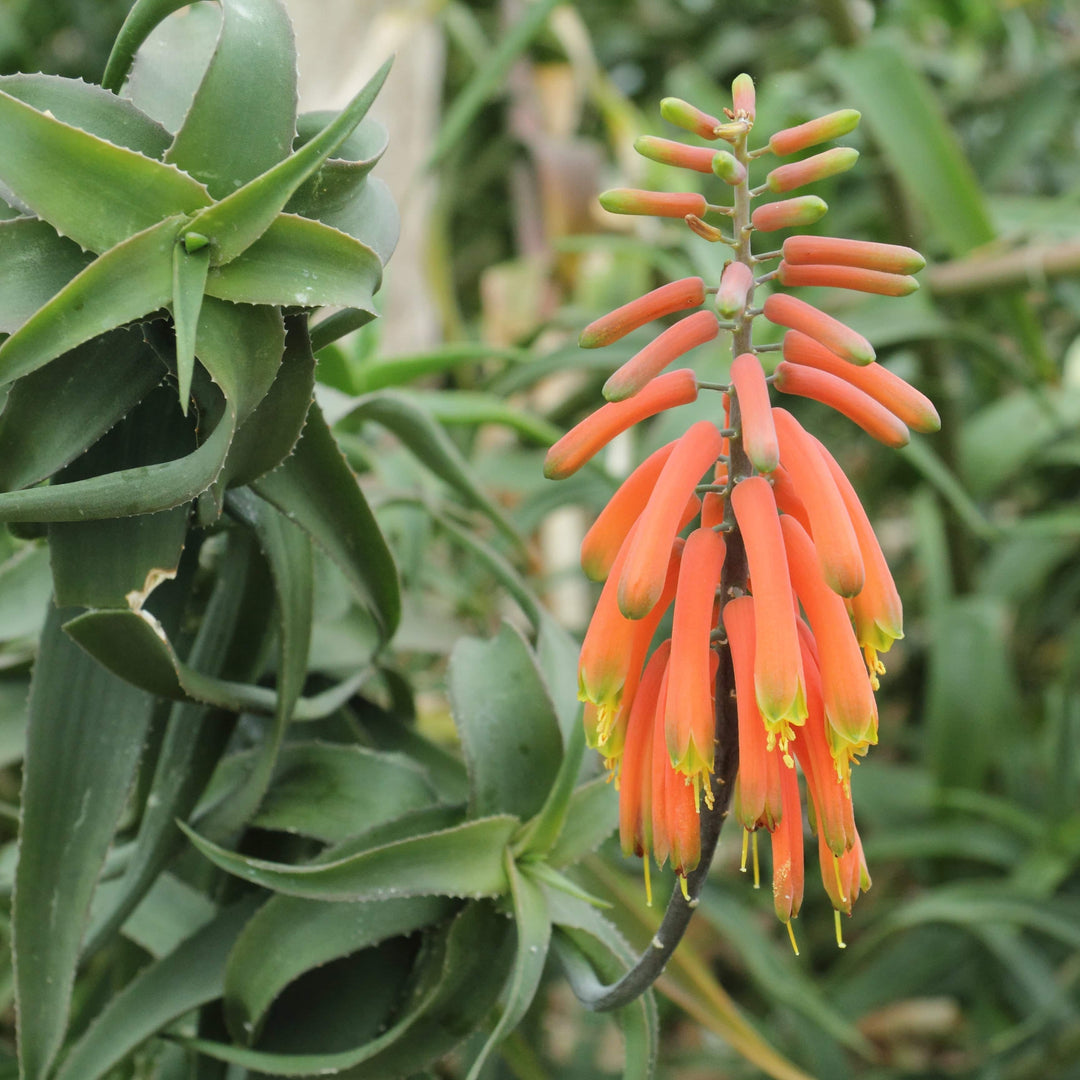 red aloe vera plant near me Medicinal Aloe Vera -Orange Flowering – Native Gardeners