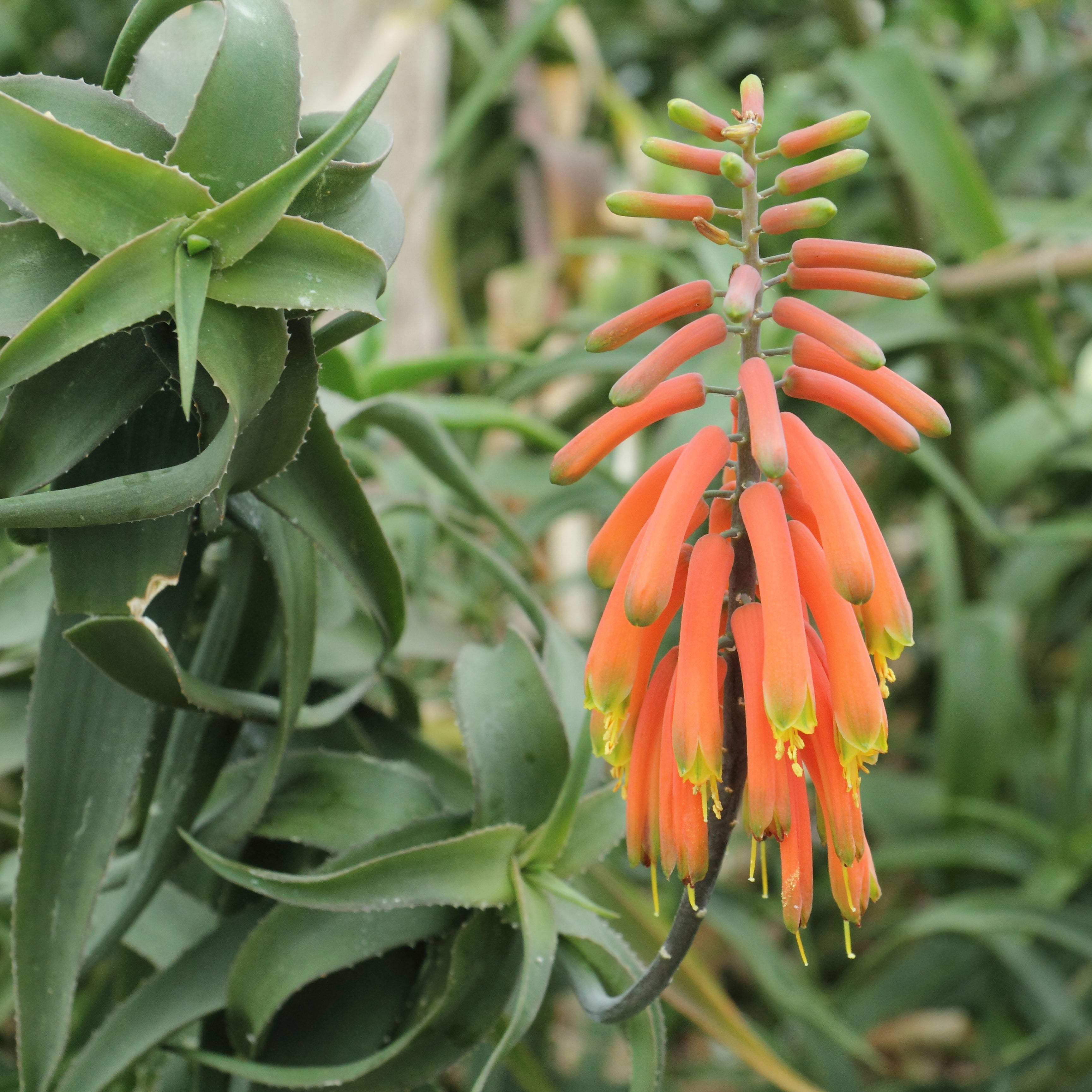 Medicinal Aloe Vera -Orange Flowering