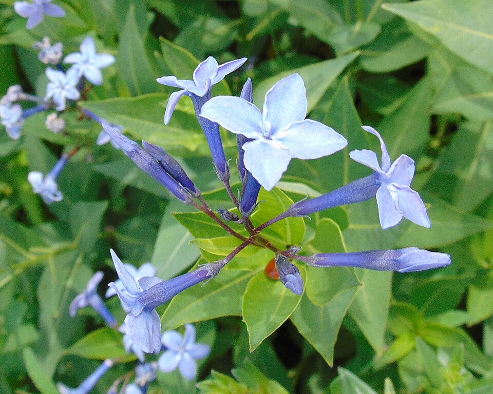 Fringed Bluestar - Native Gardeners