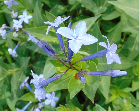 Fringed Bluestar - Native Gardeners