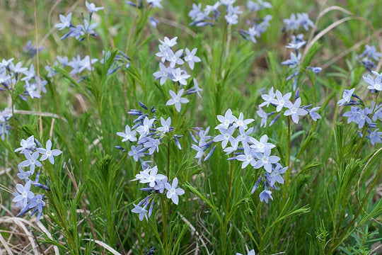 Fringed Bluestar - Native Gardeners