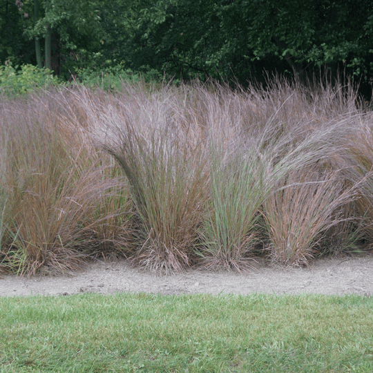 Big Bluestem - Native Gardeners