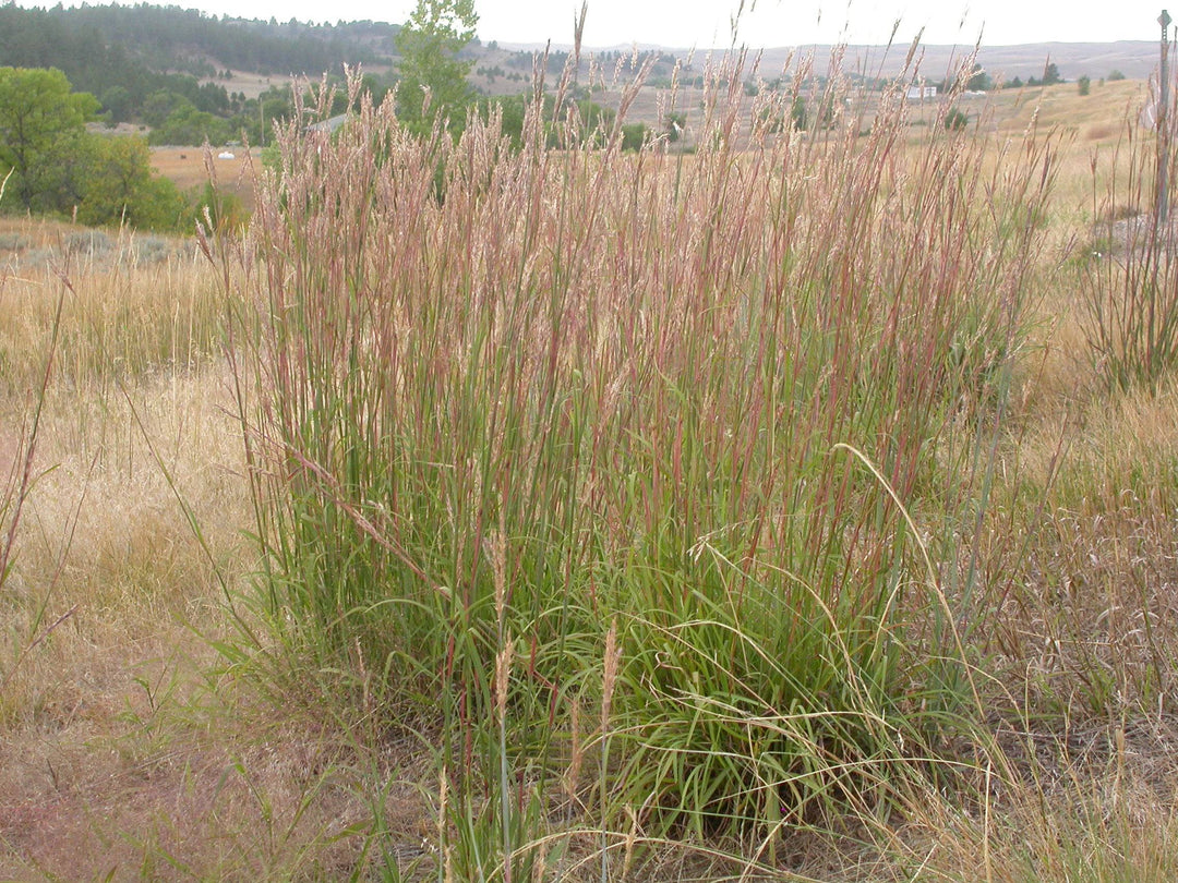 Big Bluestem - Native Gardeners