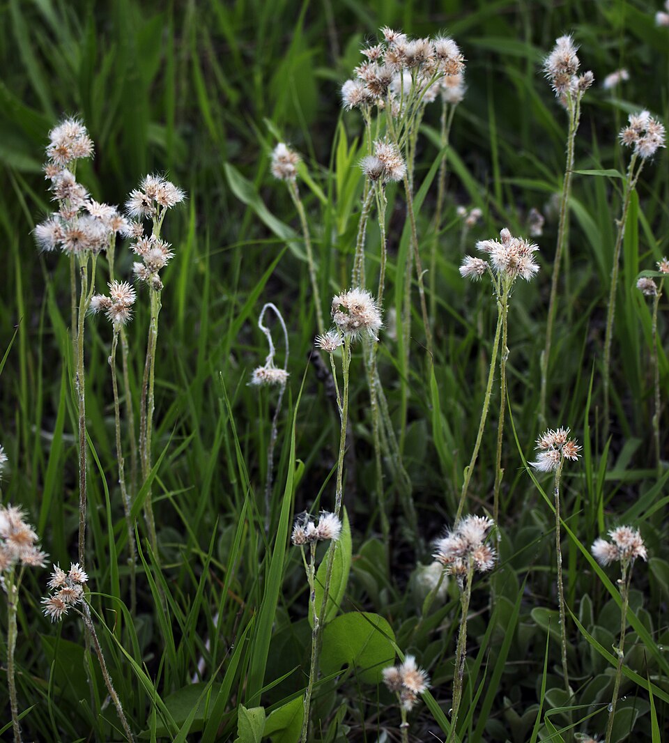 Parlin's Pussytoes - Native Gardeners