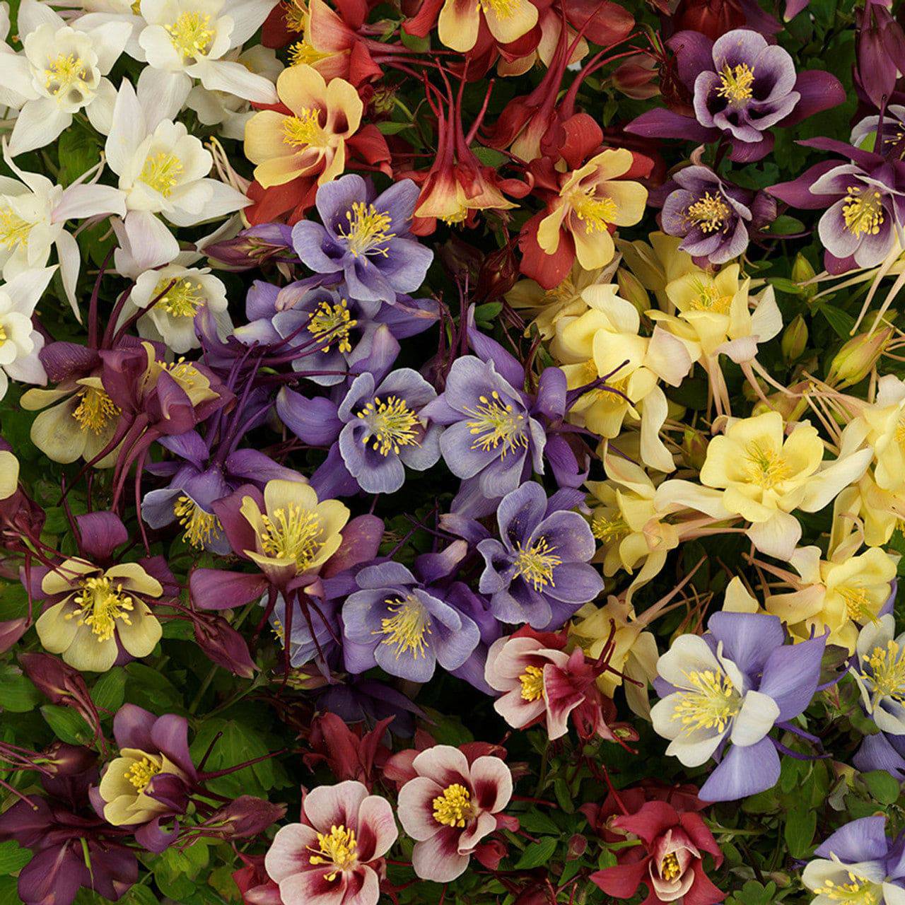 Columbine 'Earlybird Mix' - Native Gardeners