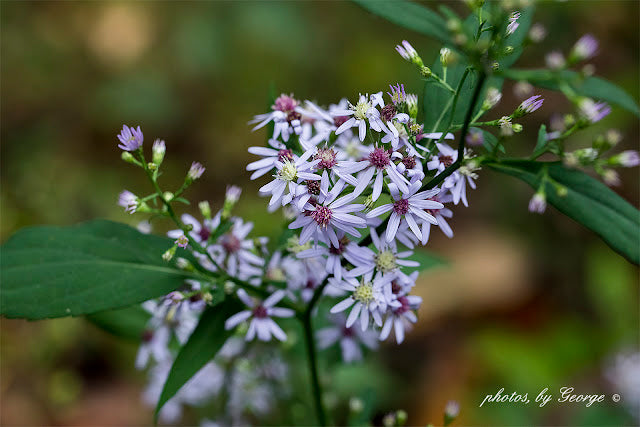 Arrowleaf Aster flower close-up