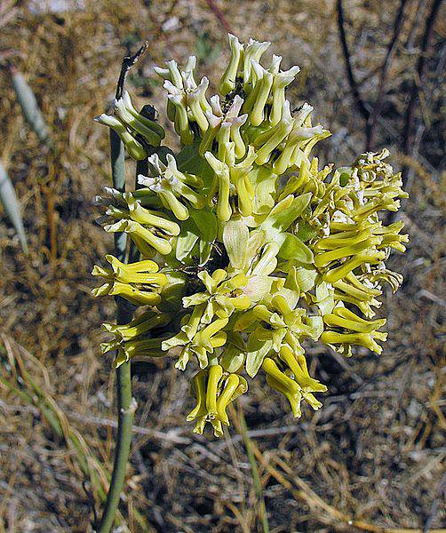 Desert Milkweed - Native Gardeners