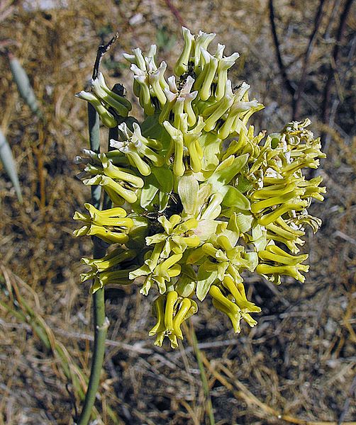 Desert Milkweed