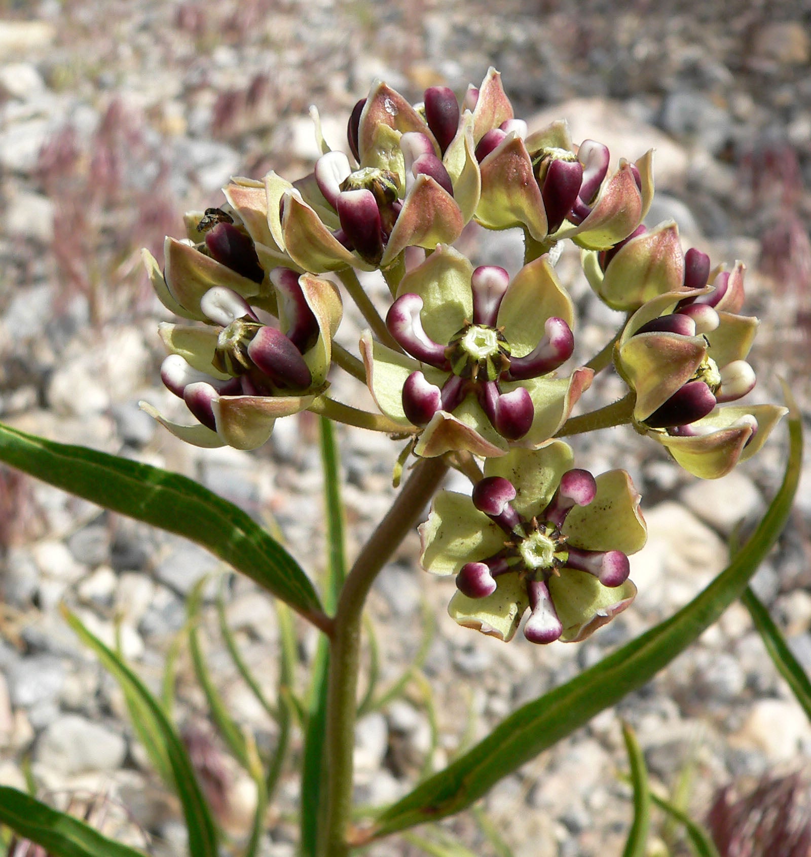 Antelope Horns close-up