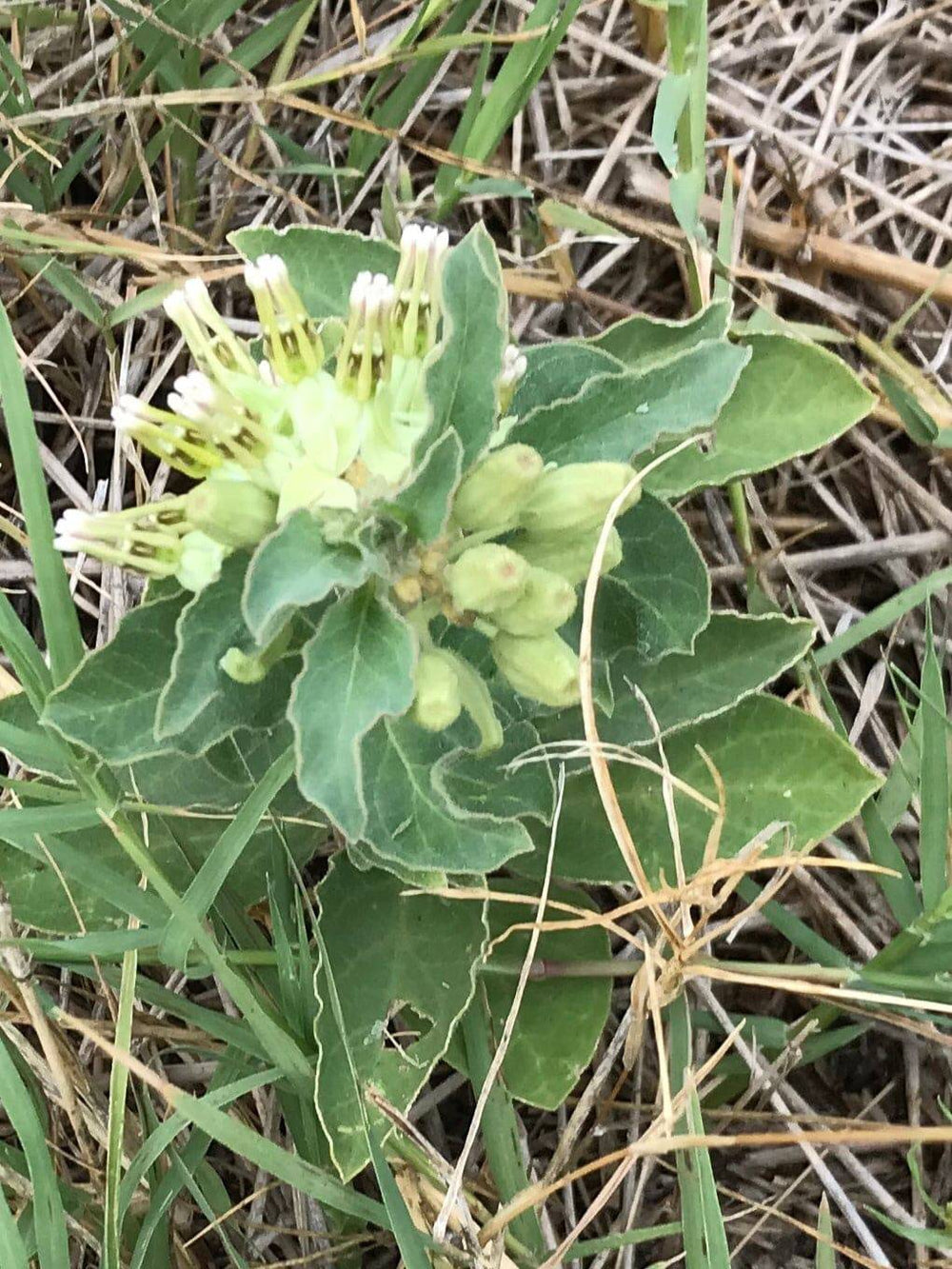 Zizotes Milkweed - Native Gardeners