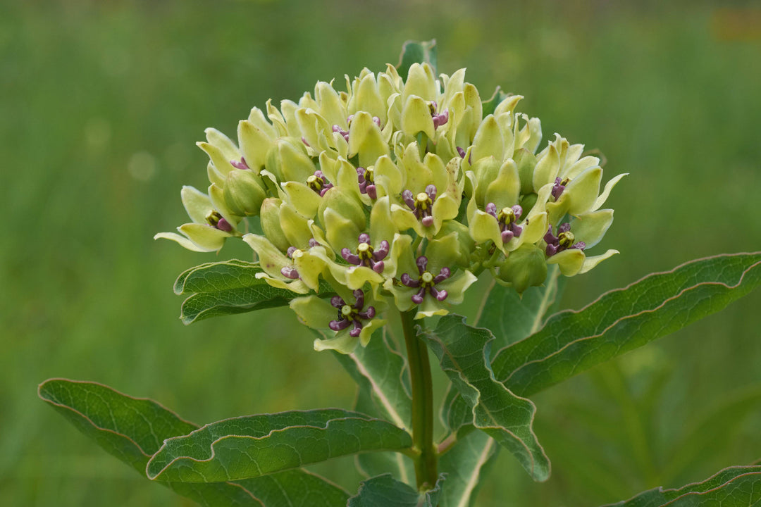 Green Milkweed - Native Gardeners