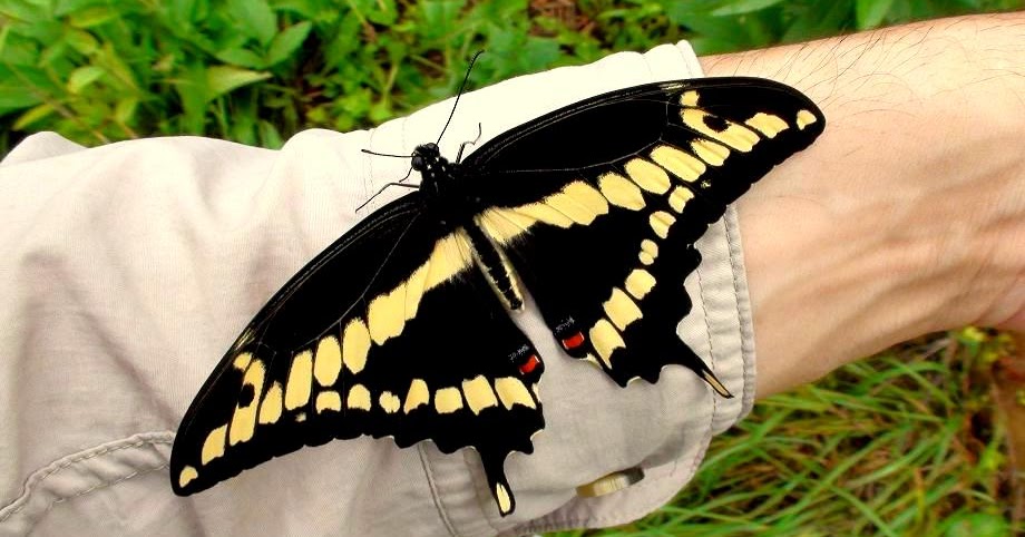 Giant Swallowtail (Papilio cresphontes)