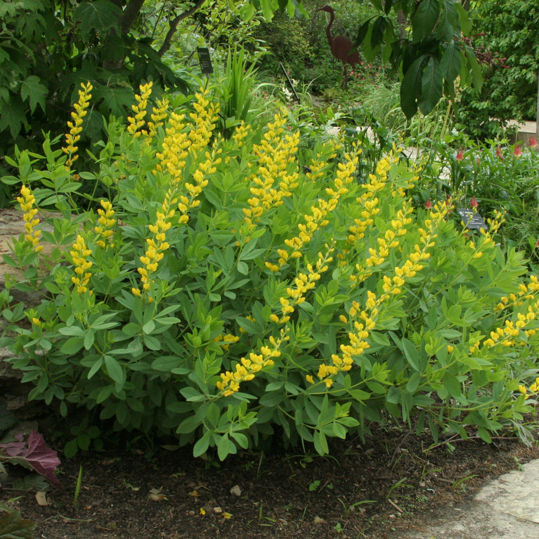 Yellow Wild Indigo - Native Gardeners