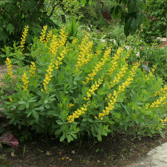 Yellow Wild Indigo - Native Gardeners
