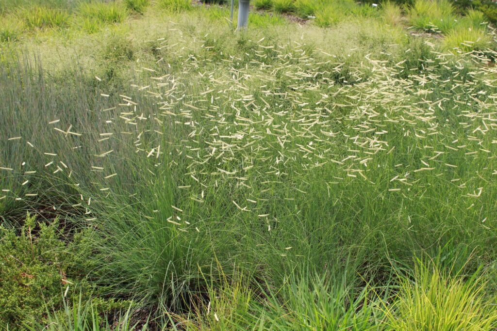 Blue Grama 'Blonde Ambition' – Native Gardeners