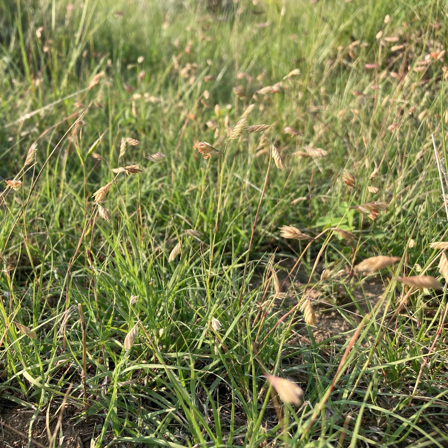 Buffalo Grass - Native Gardeners