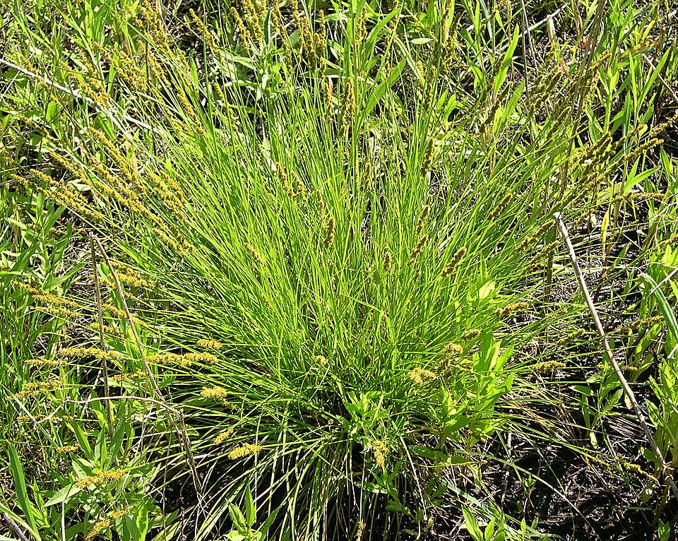 Fox Sedge - Native Gardeners