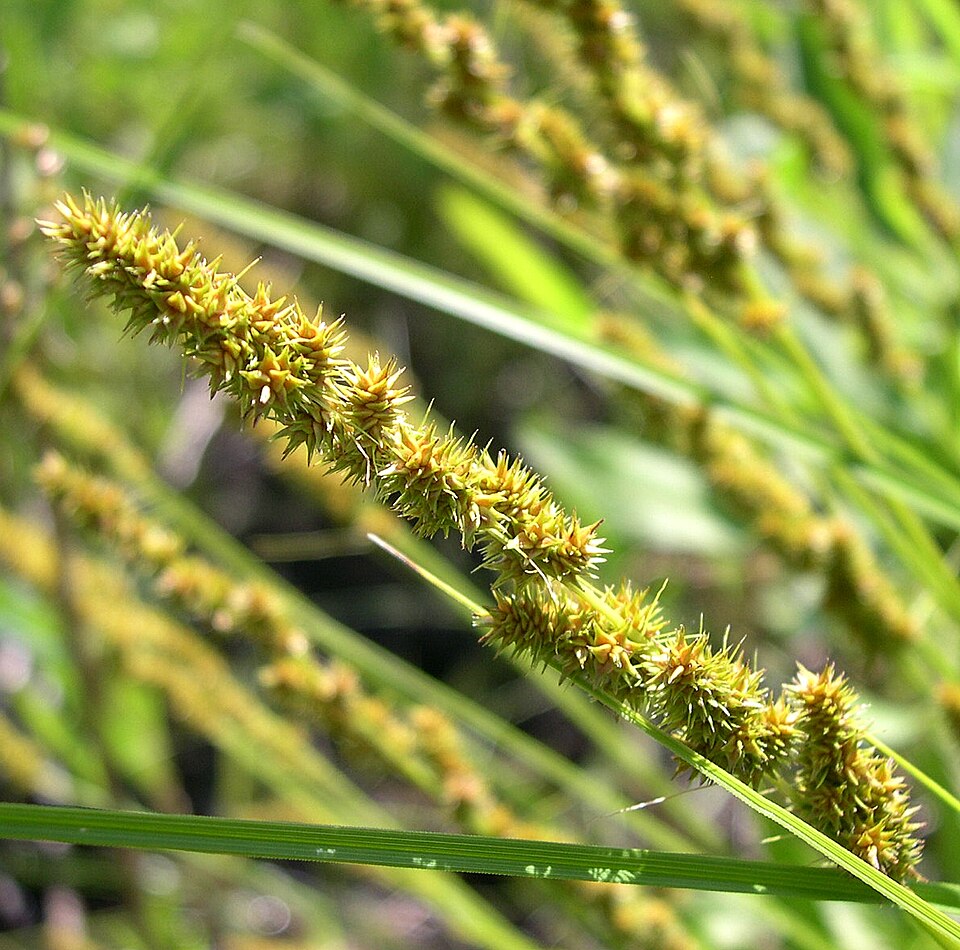 Fox Sedge - Native Gardeners