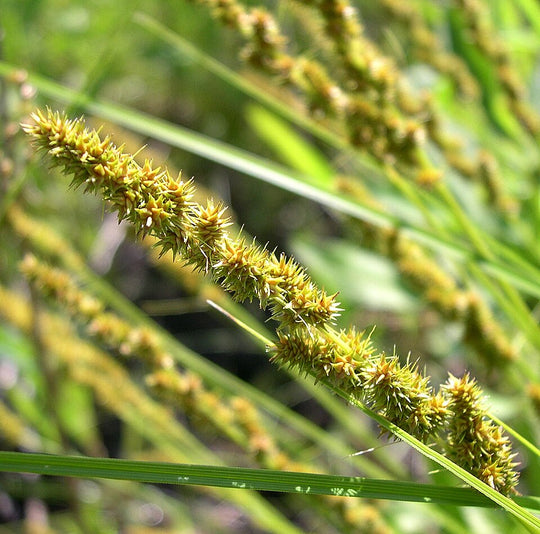 Fox Sedge - Native Gardeners