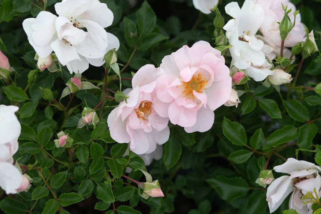 Rose 'Butterfly Bliss' - Native Gardeners