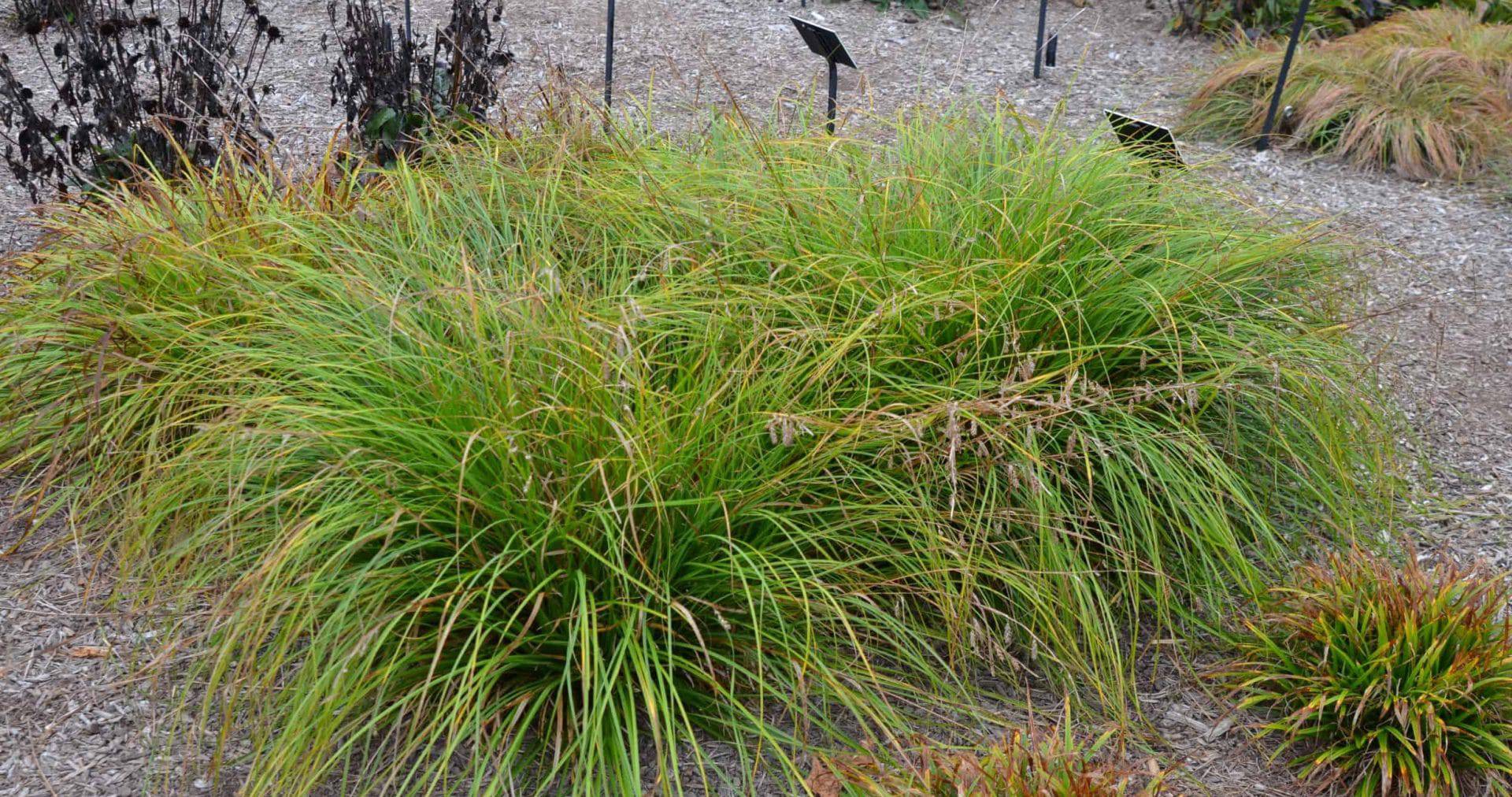 Cherokee Sedge - Native Gardeners