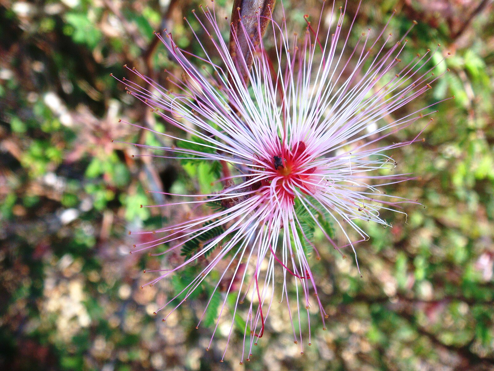 Pink Fairy Duster