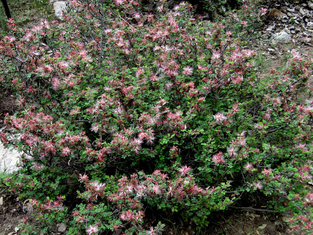 Pink Fairy Duster - Native Gardeners