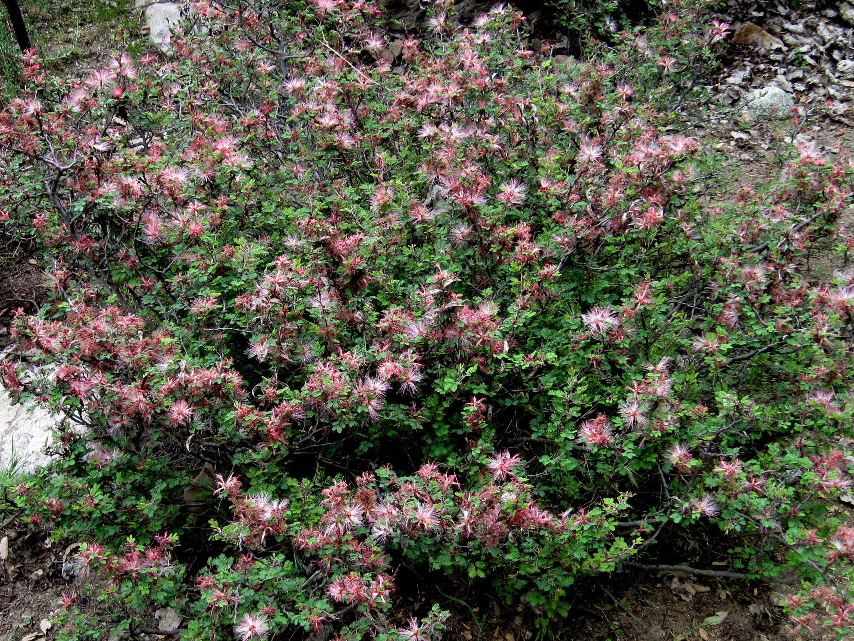 Pink Fairy Duster