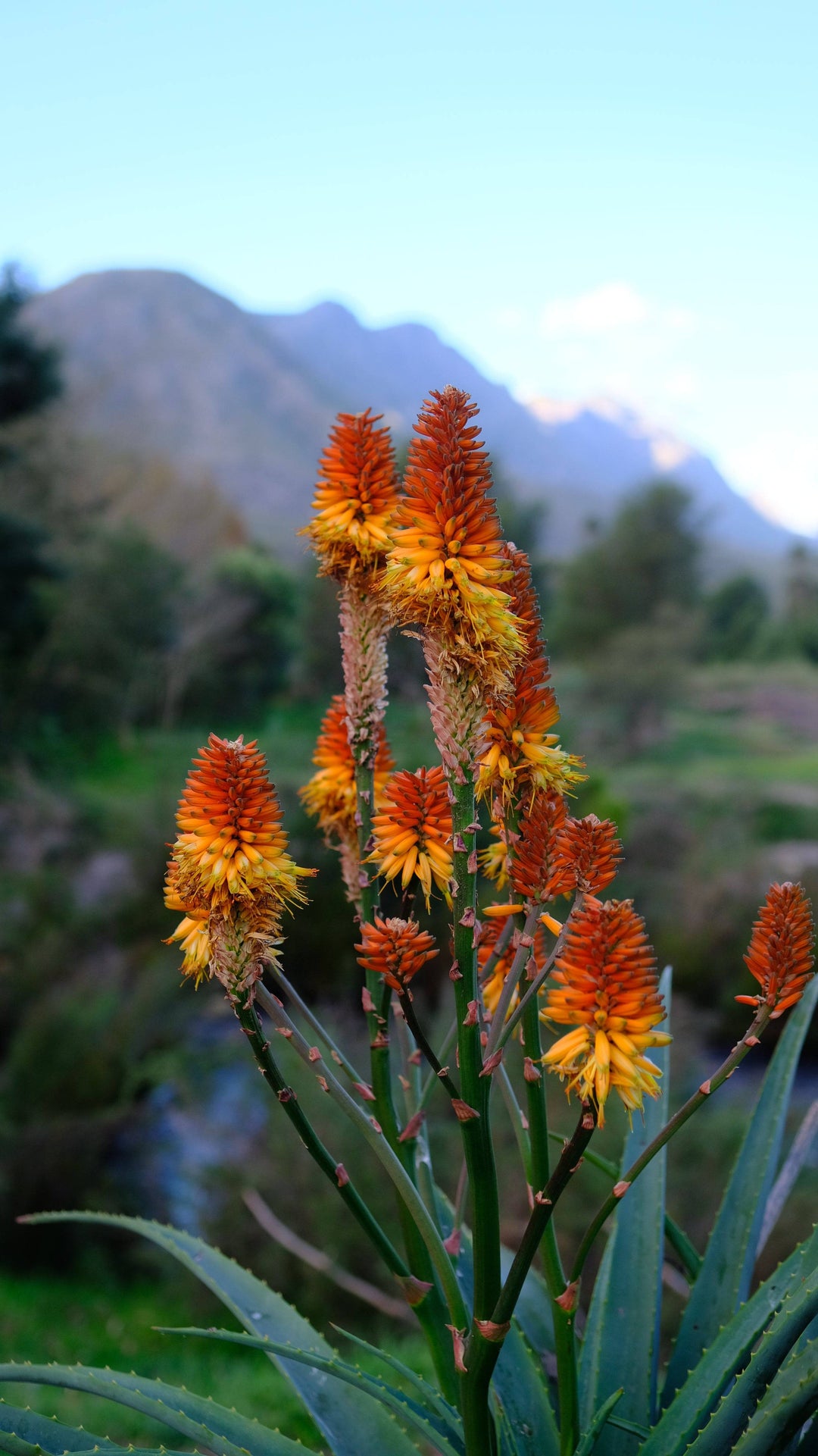 Medicinal Aloe Vera -Orange Flowering - Native Gardeners