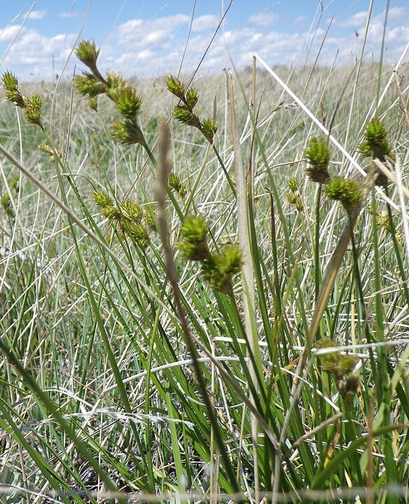 Shortbeak Sedge - Native Gardeners