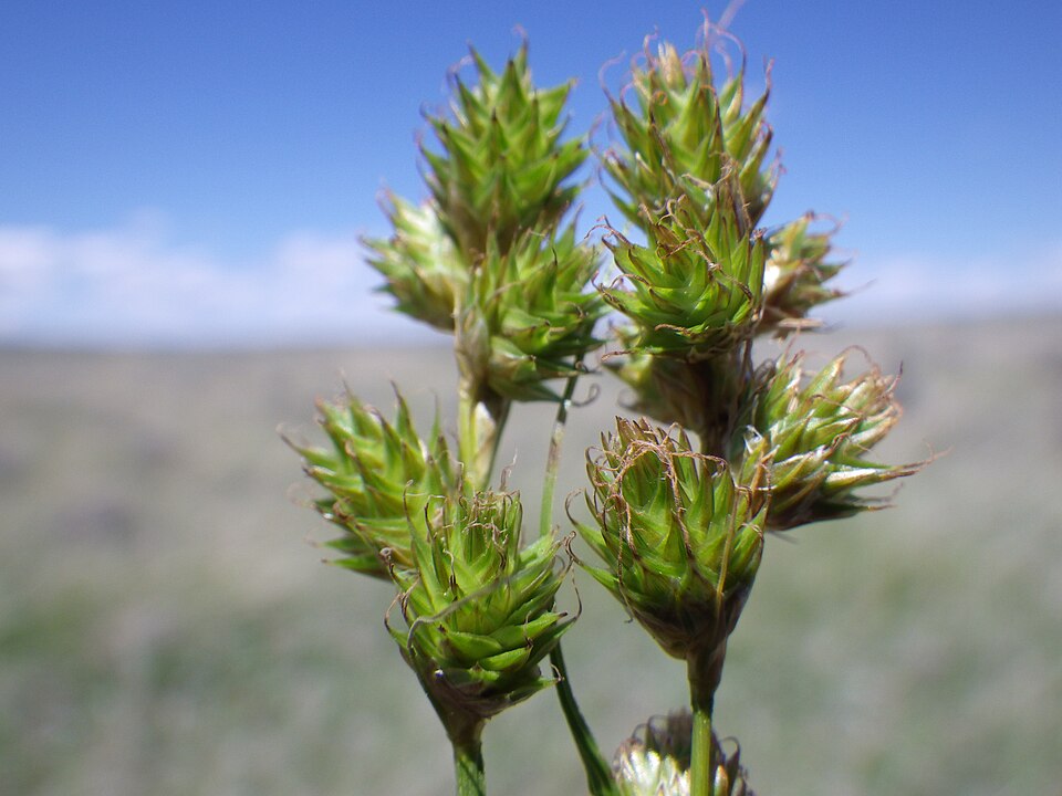 Shortbeak Sedge - Native Gardeners