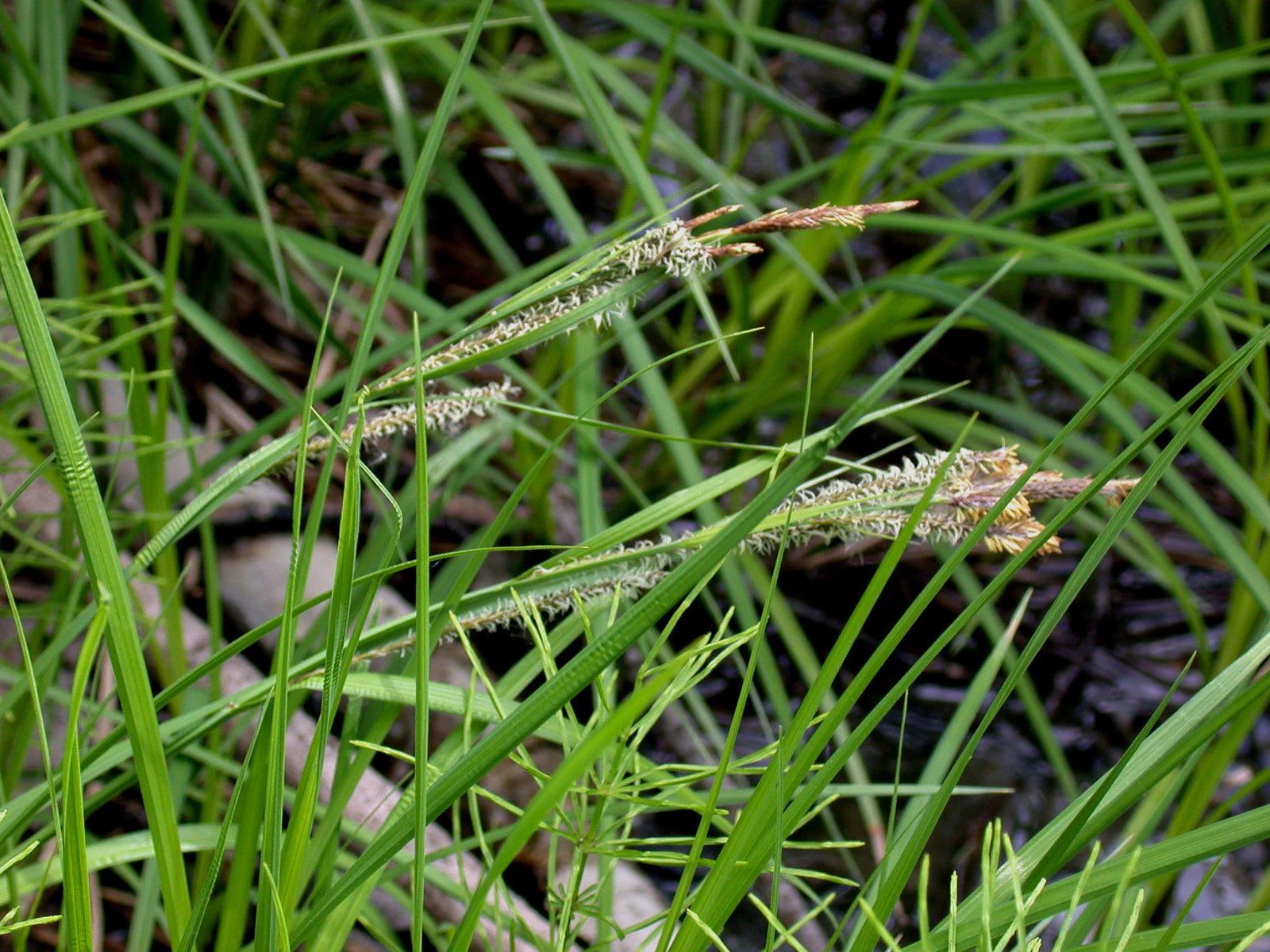 Tussock Sedge – Native Gardeners