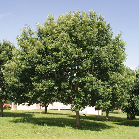 Chinquapin Oak - Native Gardeners