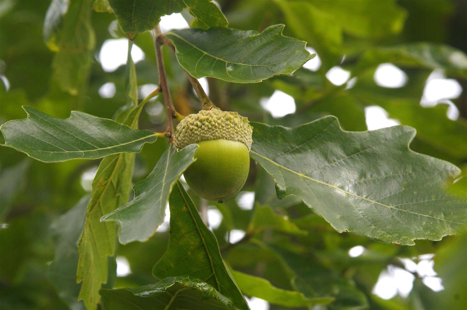 Chinquapin Oak