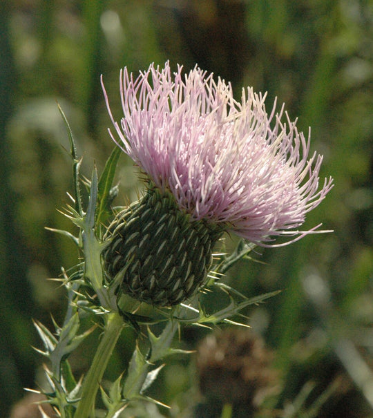 Field Thistle - Native Gardeners