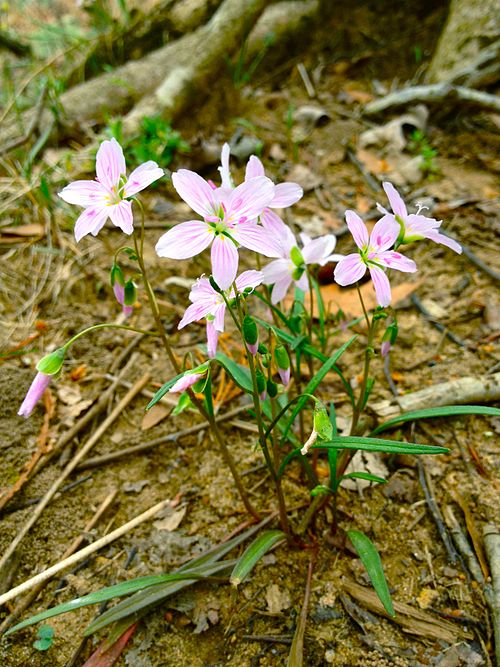 Virginia Spring Beauty - Native Gardeners