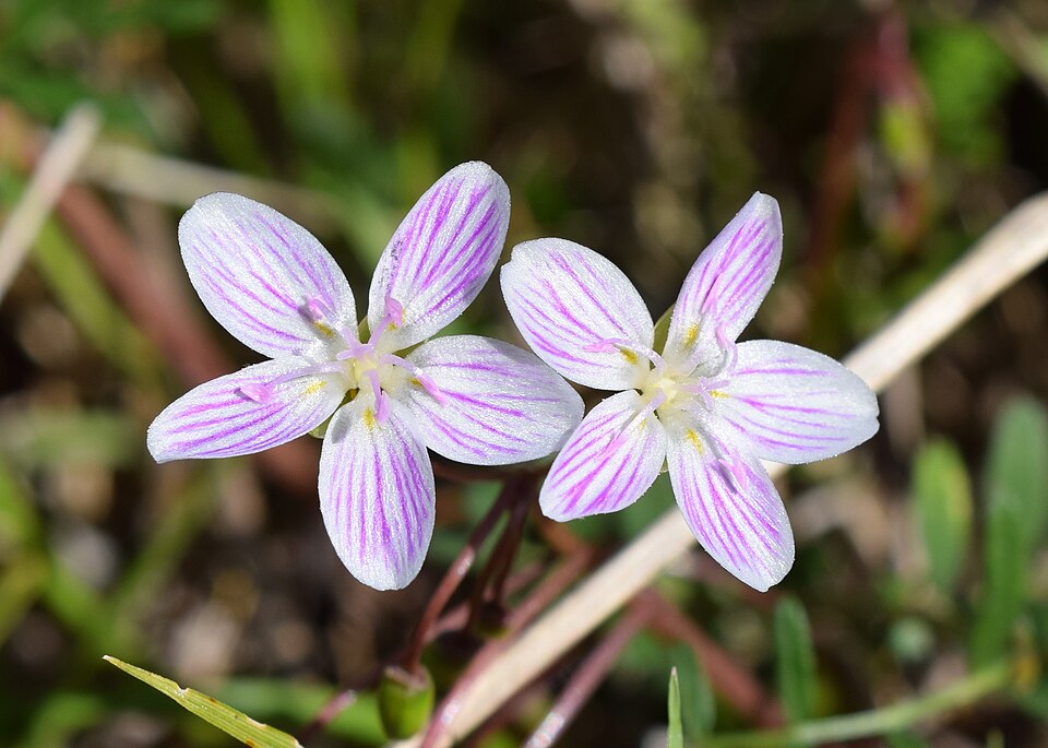 Virginia Spring Beauty - Native Gardeners