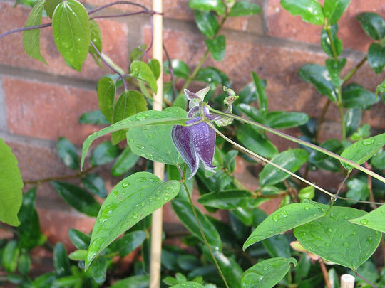 Purple Clematis - Native Gardeners