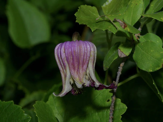 Purple Clematis - Native Gardeners