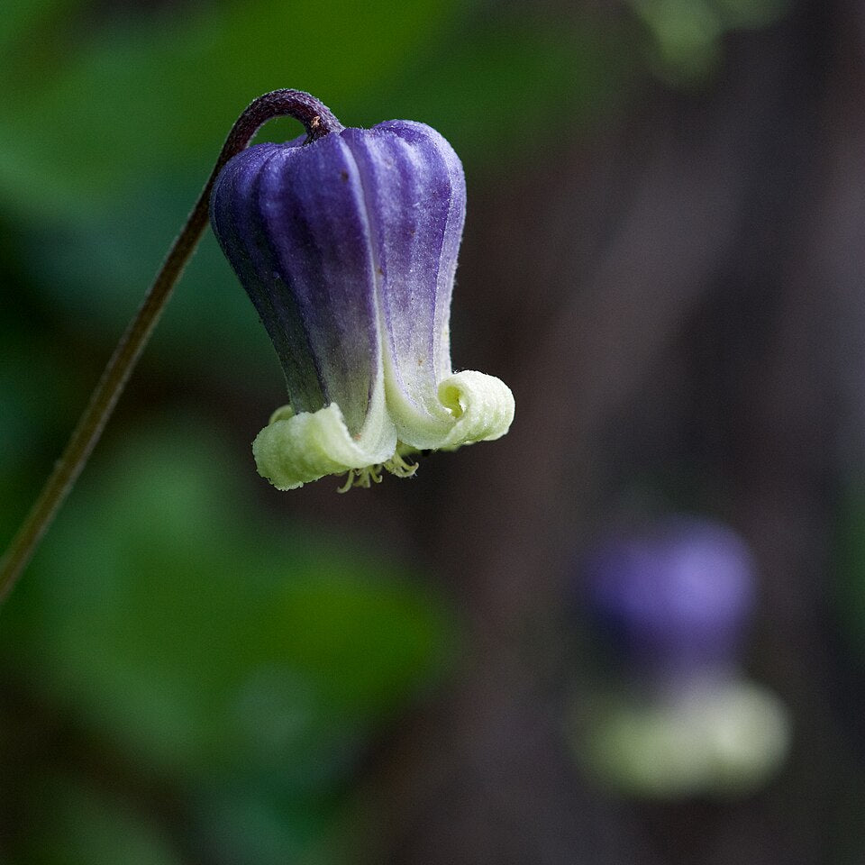 Purple Clematis - Native Gardeners