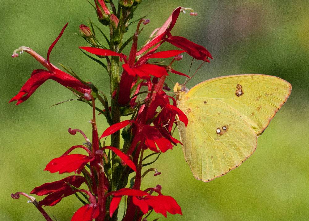 Cloudless Giant Sulphur (Phoebis sennae)