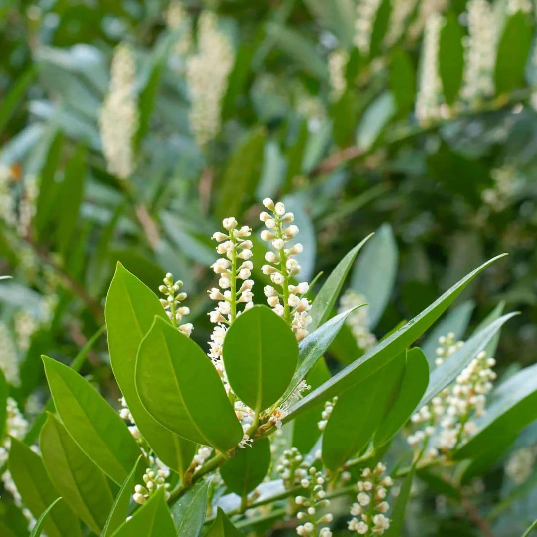 Cherry Laurel 'Compact' - Native Gardeners